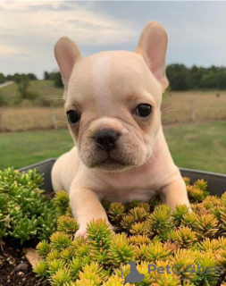 Photo №1. french bulldog - for sale in the city of Fermoy | 282$ | Announcement № 129984