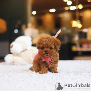 Photo №3. Dean Janet Kay puppies house. United States