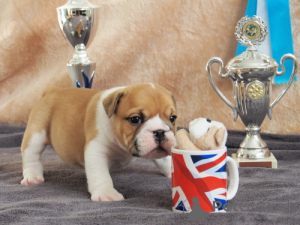 Photo №3. English Bulldog puppy available.. American Samoa