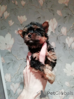 Photo №4. I will sell beaver yorkshire terrier, yorkshire terrier in the city of Vilnius. private announcement, from nursery, breeder - price - 671$