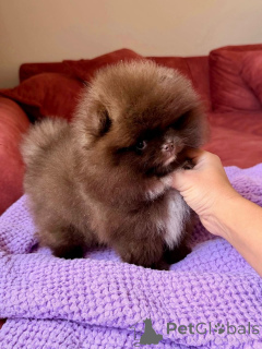 Photo №1. american bully - for sale in the city of BELFAST | 450$ | Announcement № 167982