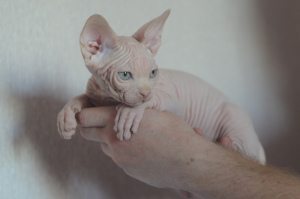 Photo №4. I will sell sphynx-katze in the city of Minsk. from nursery - price - 450$