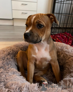 Photo №1. american staffordshire terrier - for sale in the city of Zagreb | 370$ | Announcement № 80696