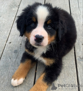 Photo №1. bernese mountain dog - for sale in the city of Амстердам | 475$ | Announcement № 79976