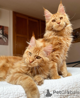 Photo №1. maine coon - for sale in the city of Colorado Springs | 300$ | Announcement № 103253