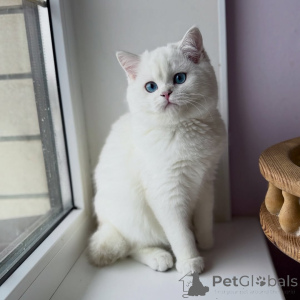 Photo №1. scottish fold - for sale in the city of Berlin | negotiated | Announcement № 165015