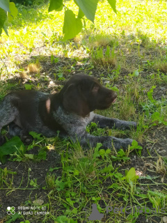 Photo №1. german wirehaired pointer - for sale in the city of Feodosia | 250$ | Announcement № 52182