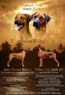 Photo №1. rhodesian ridgeback - for sale in the city of Labinsk | 779$ | Announcement № 3733