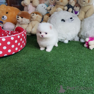 Photo №2 to announcement № 135192 for the sale of pomeranian - buy in Germany 