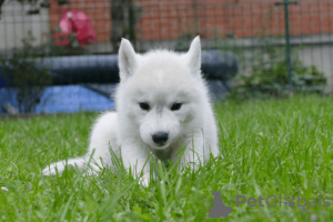 Photo №3. Siberian Husky puppies. Serbia