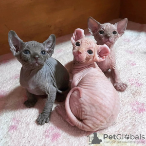 Photo №1. sphynx cat - for sale in the city of Paris | negotiated | Announcement № 82880