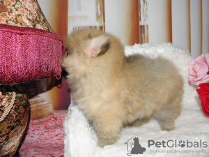 Additional photos: Pomeranian girl