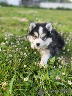 Additional photos: POMERANIAN MINI HUSKY - POMSKY