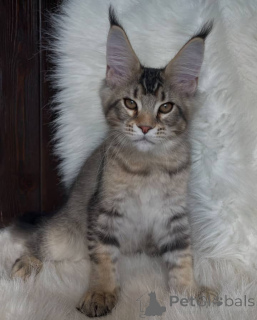 Photo №1. maine coon - for sale in the city of Aston | negotiated | Announcement № 160648