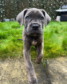 Additional photos: cane corso