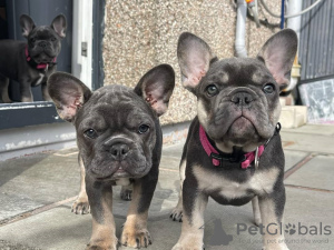 Photo №1. french bulldog - for sale in the city of Vienna | 400$ | Announcement № 38280