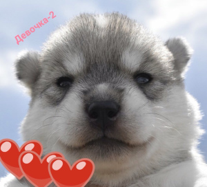 Photo №3. Offered for sale Husky puppies. Russian Federation
