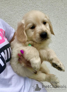 Additional photos: Golden retriever