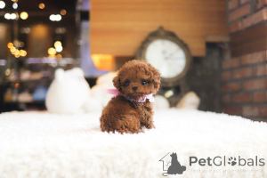 Photo №3. Dean Janet Kay puppies house. United States