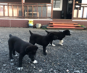 Photo №2 to announcement № 3113 for the sale of central asian shepherd dog - buy in Russian Federation 