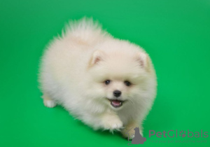 Photo №4. I will sell pomeranian in the city of St. Petersburg. private announcement - price - 199$
