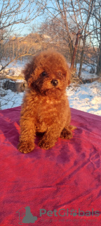Photo №3. Toy poodle FCI boys. Ukraine