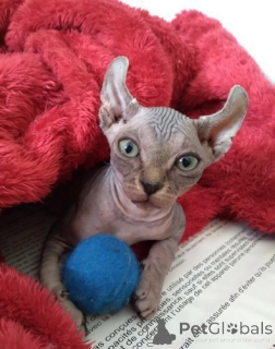 Photo №1. sphynx cat - for sale in the city of Arkansas City | 350$ | Announcement № 174015