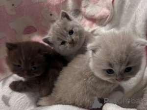 Photo №1. scottish fold - for sale in the city of Brussels | Is free | Announcement № 167811