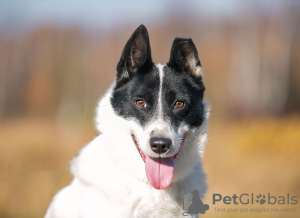 Photo №1. non-pedigree dogs - for sale in the city of Москва | Is free | Announcement № 71794