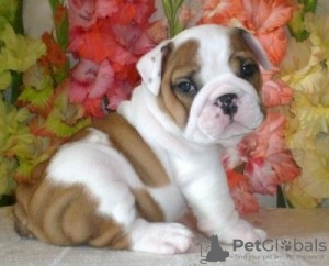 Photo №1.  - for sale in the city of Houston | 300$ | Announcement № 133420