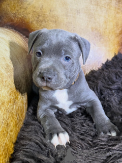 Photo №2 to announcement № 171294 for the sale of staffordshire bull terrier - buy in Czech Republic breeder
