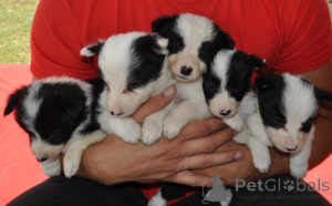 Photo №2 to announcement № 146139 for the sale of border collie - buy in Serbia private announcement