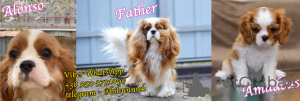 Additional photos: Cavalier King Charles Spaniel Alonso handsome boy