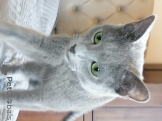 Additional photos: Russian blue cat
