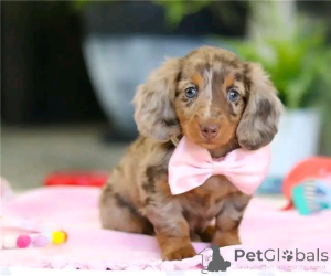 Photo №3. Cute adorable Dachshund Puppies for sale contact whatsapp business 447450021323. Germany