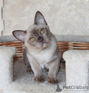 Photo №1. burmese cat - for sale in the city of Minsk | 491$ | Announcement № 63440