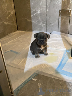 Photo №3. Französische Bulldogge. Germany