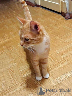 Photo №1.  - for sale in the city of St. Petersburg | Is free | Announcement № 162779