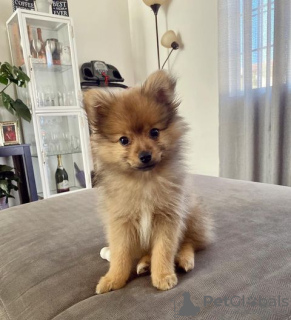 Photo №1. pomeranian - for sale in the city of Vantaa | 370$ | Announcement № 121005