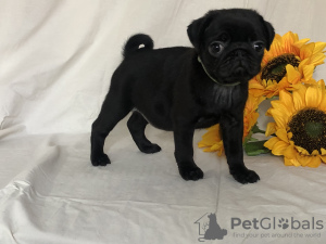 Photo №1. pug - for sale in the city of Bishkek | 750$ | Announcement № 8820