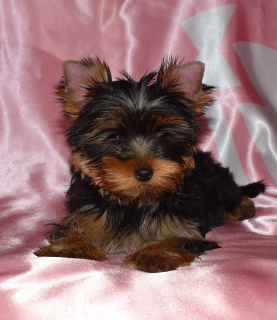 Photo №4. I will sell yorkshire terrier in the city of St. Petersburg. breeder - price - 520$