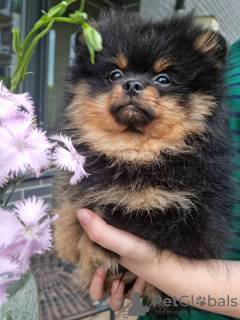 Additional photos: Сute black&tan Pomeranian puppy