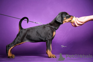 Photo №3. Doberman puppies. Serbia