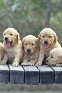 Photo №3. Amazing Golden Retriever Puppies available. United States