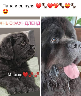 Photo №1. newfoundland dog - for sale in the city of Kharkov | 360$ | Announcement № 8790