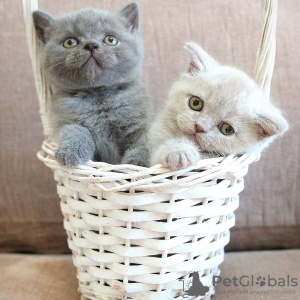 Photo №1. british shorthair - for sale in the city of Birlenbach | 475$ | Announcement № 83089