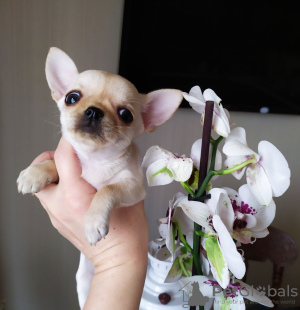 Photo №4. I will sell chihuahua in the city of Munich. breeder - price - 316$