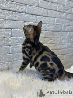 Photo №4. I will sell bengal cat in the city of Helsinki. private announcement, from nursery, breeder - price - negotiated