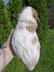Additional photos: Perfect purebred Cavalier King Charles Spaniel puppies.