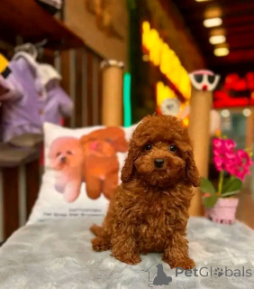 Photo №1. poodle (toy) - for sale in the city of Tennessee City | 800$ | Announcement № 139154